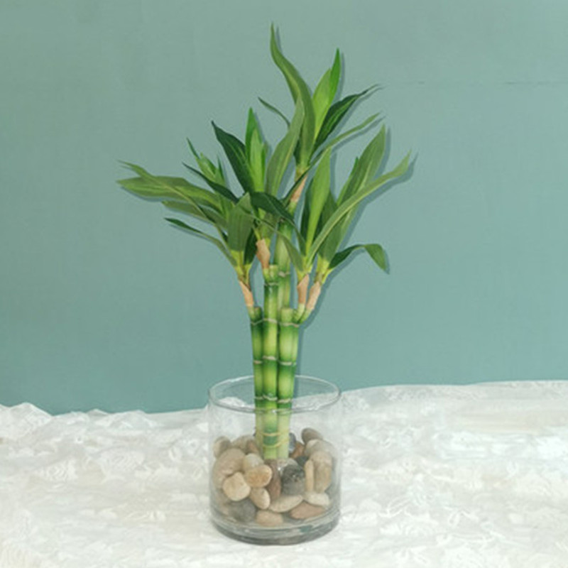 New 40cm rFtificial Lucky Bamb - огляд і ціна Aquarium Fish Names