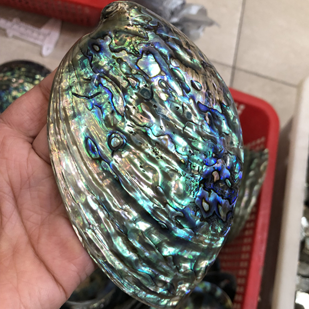 1 Pc New Zealand Natural Polis - огляд і ціна Aquarium Fish New Zealand