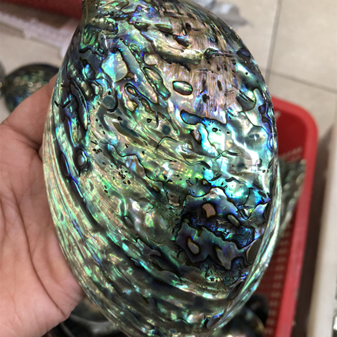 1 Pc New Zealand Natural Polis - огляд і ціна Aquarium Fish New Zealand