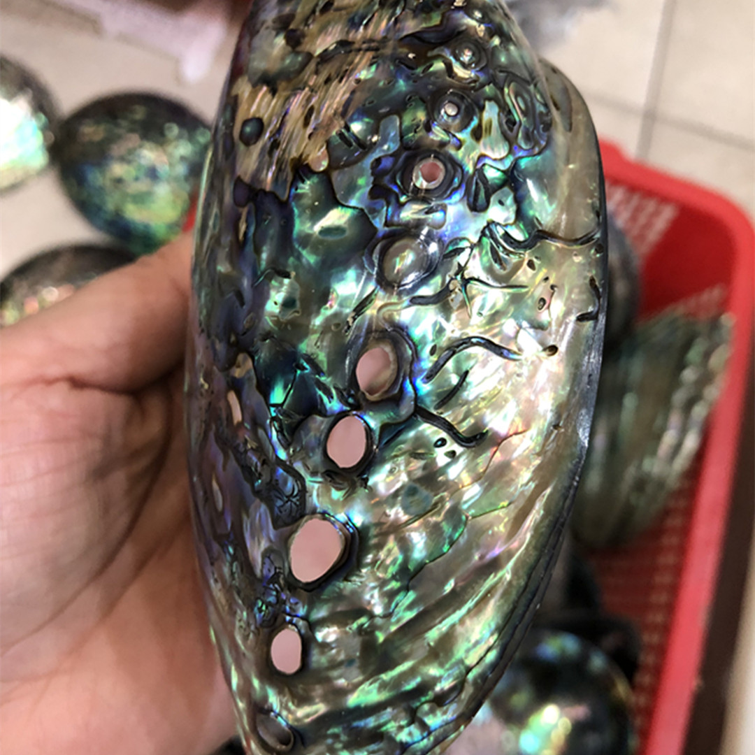 1 Pc New Zealand Natural Polis - огляд і ціна Aquarium Fish New Zealand
