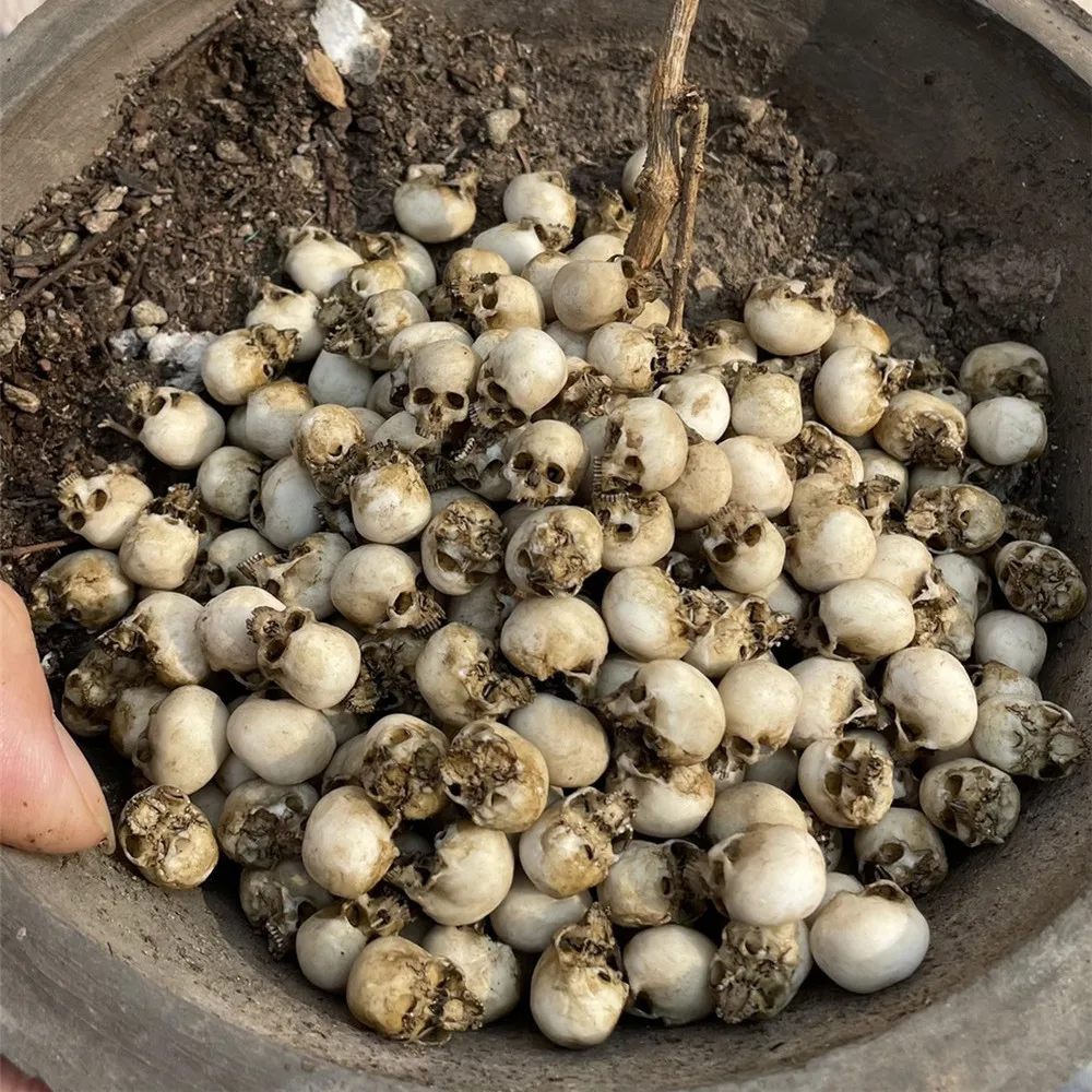 Mini Skull High Quality Miniat - огляд і ціна Aquarium Fish Names