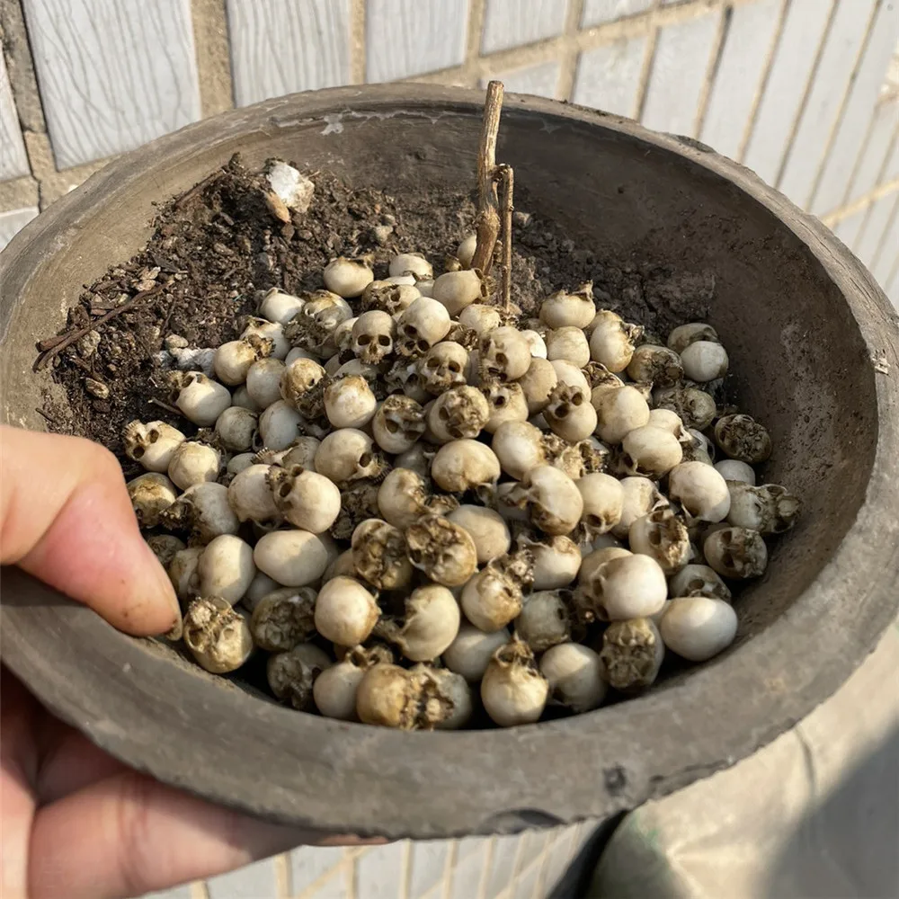 Mini Skull High Quality Miniat - огляд і ціна Aquarium Fish Names
